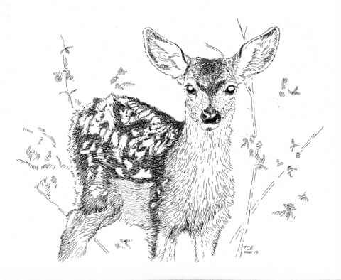 White Tailed Fawn Coloring Page